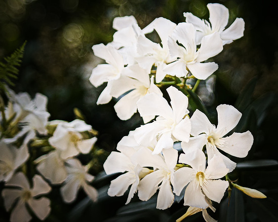 Magnolia Blooms, Los Angeles CA