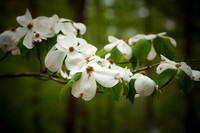 Indian Springs_0019