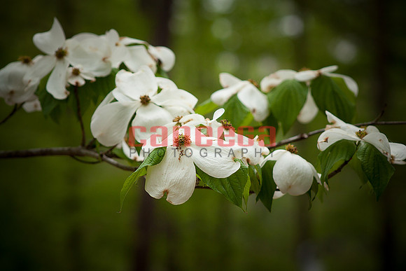 Indian Springs_0019