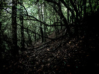 Dark Forest @ Cherry Log