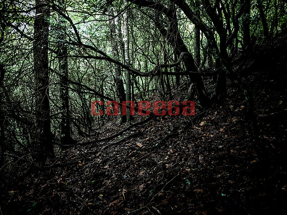 Dark Forest @ Cherry Log
