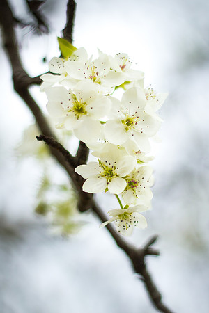 Crab Apple Blooms, Laurens County