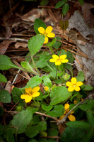 Indian Springs_0011