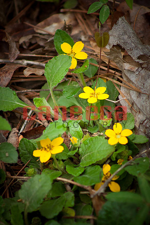 Indian Springs_0011
