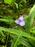 079_BrantleyDavis052619