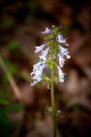 Indian Springs_0010