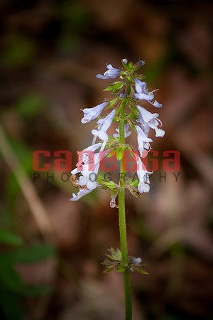 Indian Springs_0010