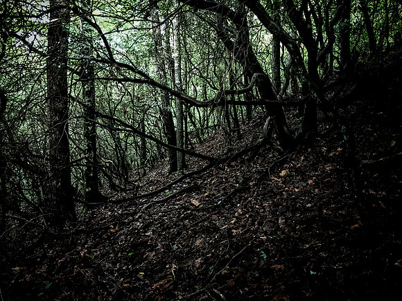 Dark Forest @ Cherry Log