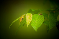 Indian Springs_0018