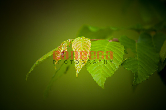 Indian Springs_0018