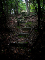 Path @ Cherry Log