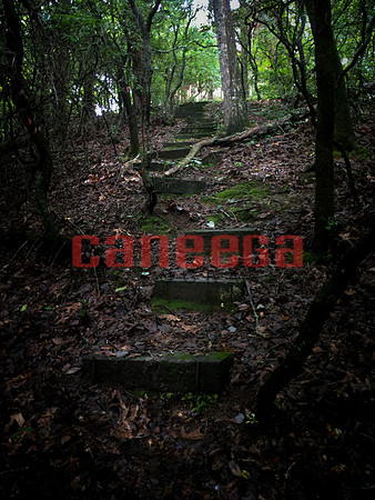 Path @ Cherry Log