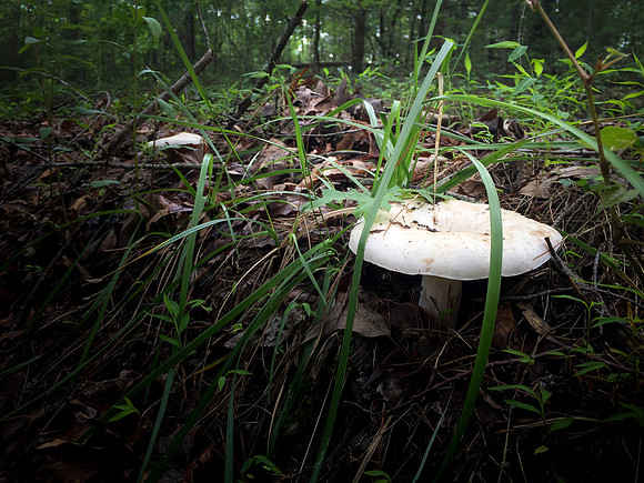 020_CherryLog_06232017