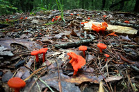 Chanterelle @ Cherry Log