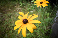 Black Eyed Susans @ Cherry Log