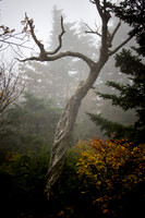 IMG_8664b