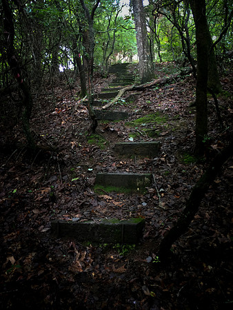 Path @ Cherry Log