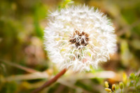 RoundtheHouse_0011