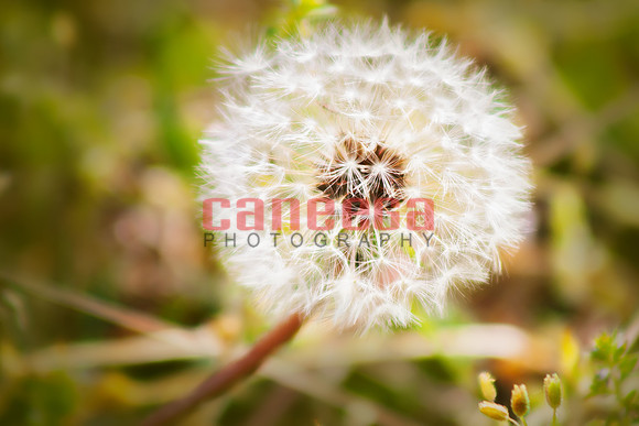 RoundtheHouse_0011