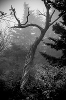 IMG_8664_2