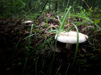 020_CherryLog_06232017