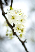Crab Apple Blooms, Laurens County